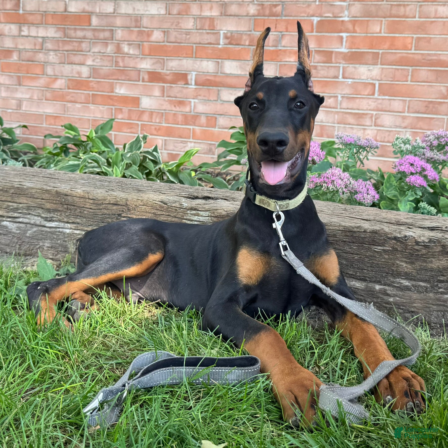 Doberman Pinscher dogs Zorro - Ad 2