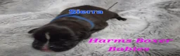 Boxer dogs for sale: Sierra - Ad 2
