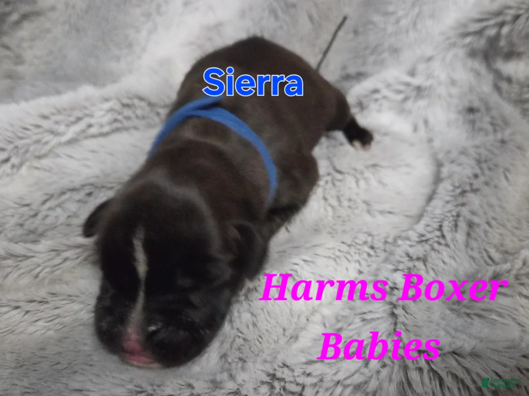 Boxer dogs for sale: Sierra - Ad 2