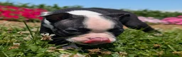 Boston Terrier dogs for sale: Hershey - Ad 9