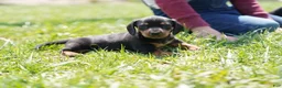 Miniature Dachshund dogs for sale: Stanley - Ad 3