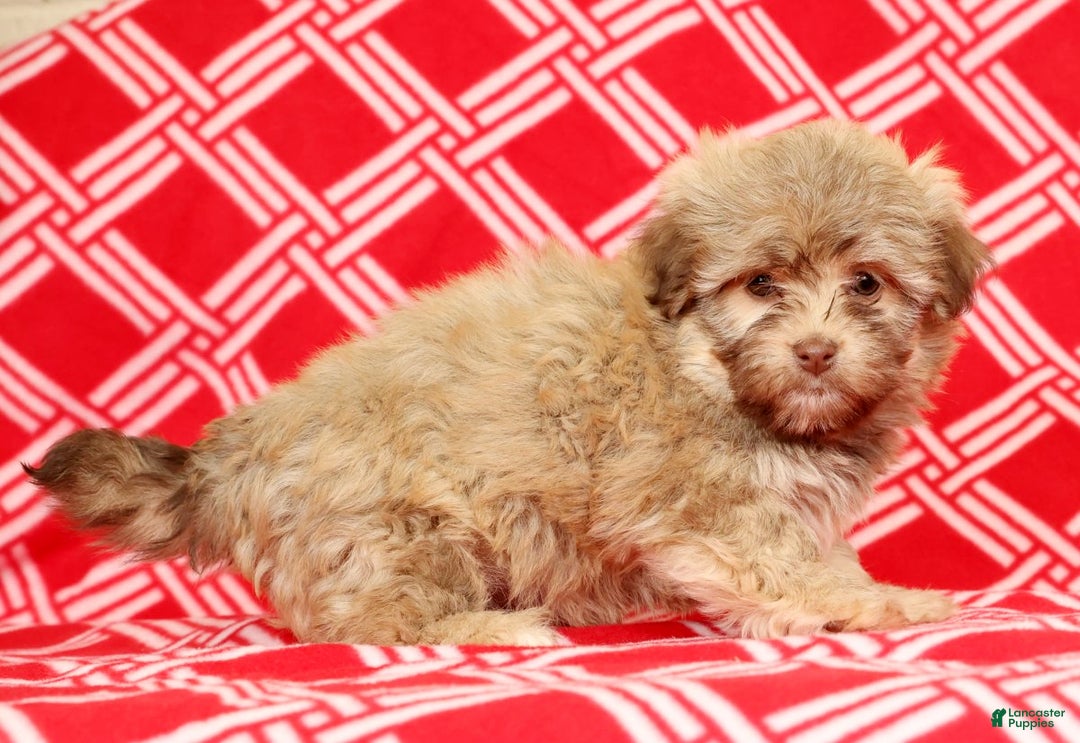 Havanese dogs for sale: Carmel - Ad 3