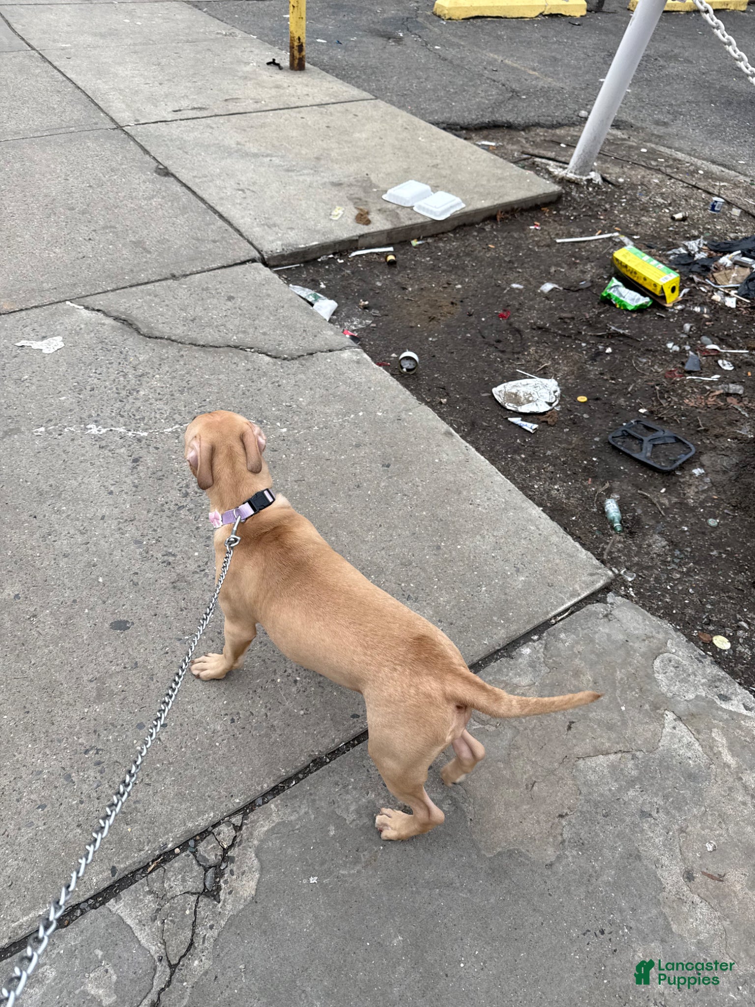 Mixed Breed dogs Mixed Breed Puppy 1 - Ad 8