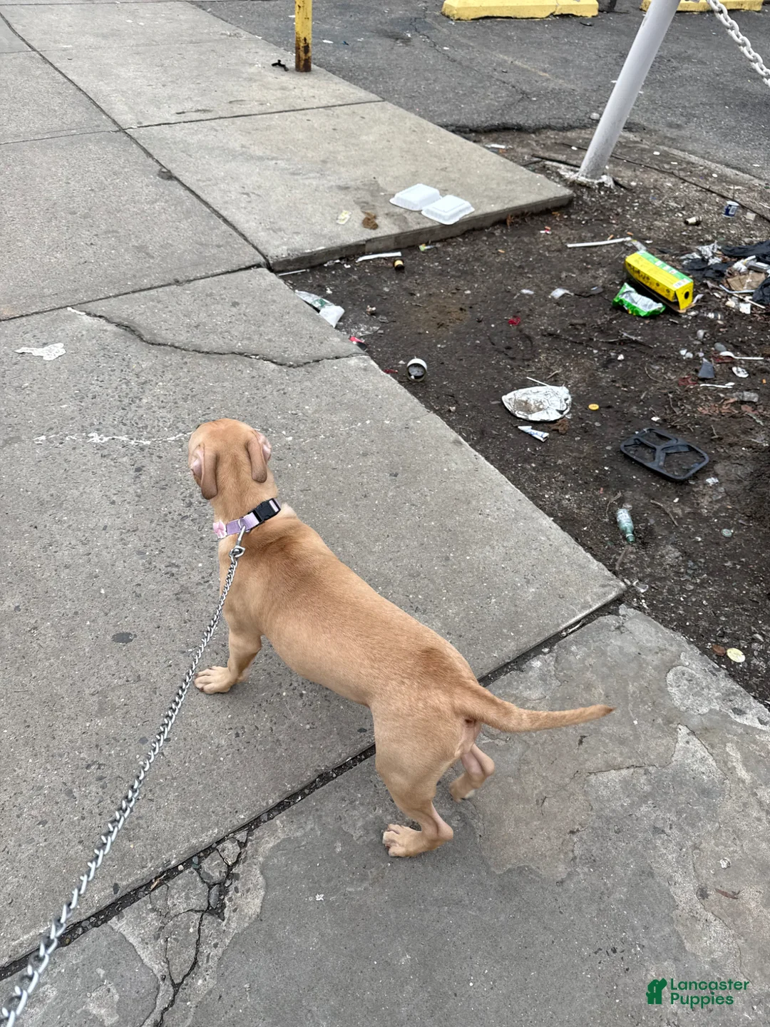 Mixed Breed dogs for sale: Mixed Breed Puppy 1 - Ad 1