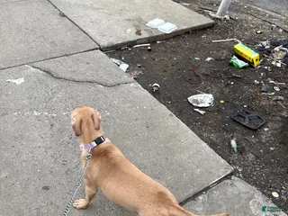 Mixed Breed dogs Mixed Breed Puppy 1 - Ad 5