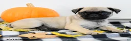 Pug dogs for sale: Porter - Ad 4