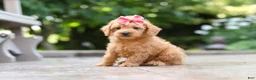 Schnoodle dogs for sale: Maple - Ad 5