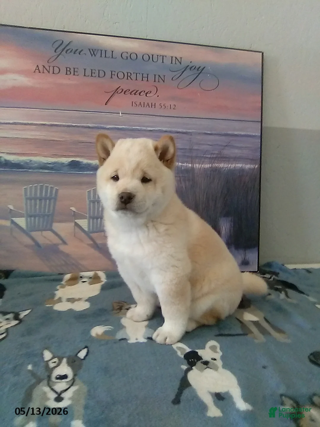 Shiba Inu dogs for sale: Frisky - Ad 2