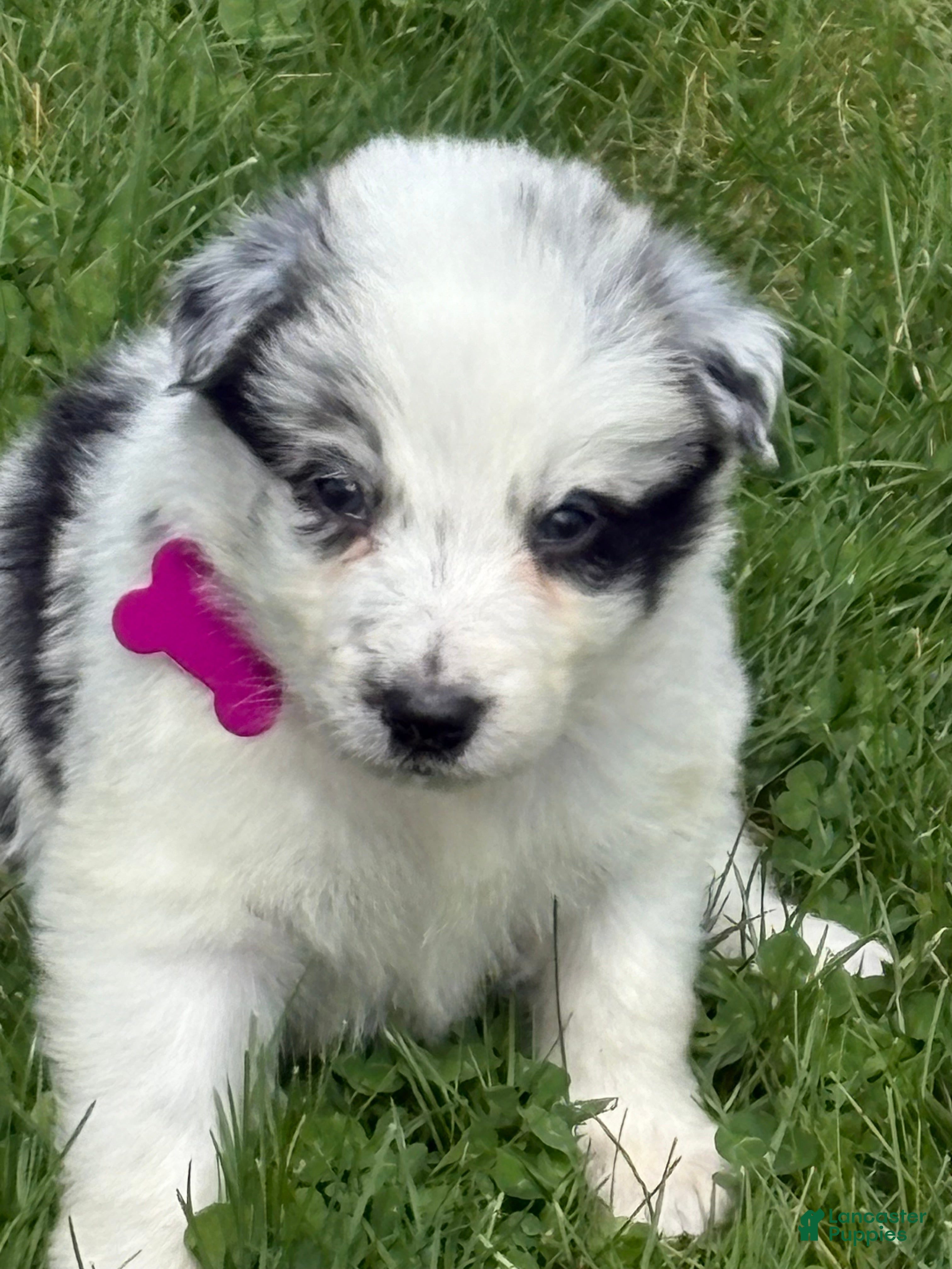 Border Collie dogs Poppy - Ad 1