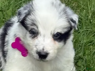 Border Collie dogs for sale: Poppy - Ad 3