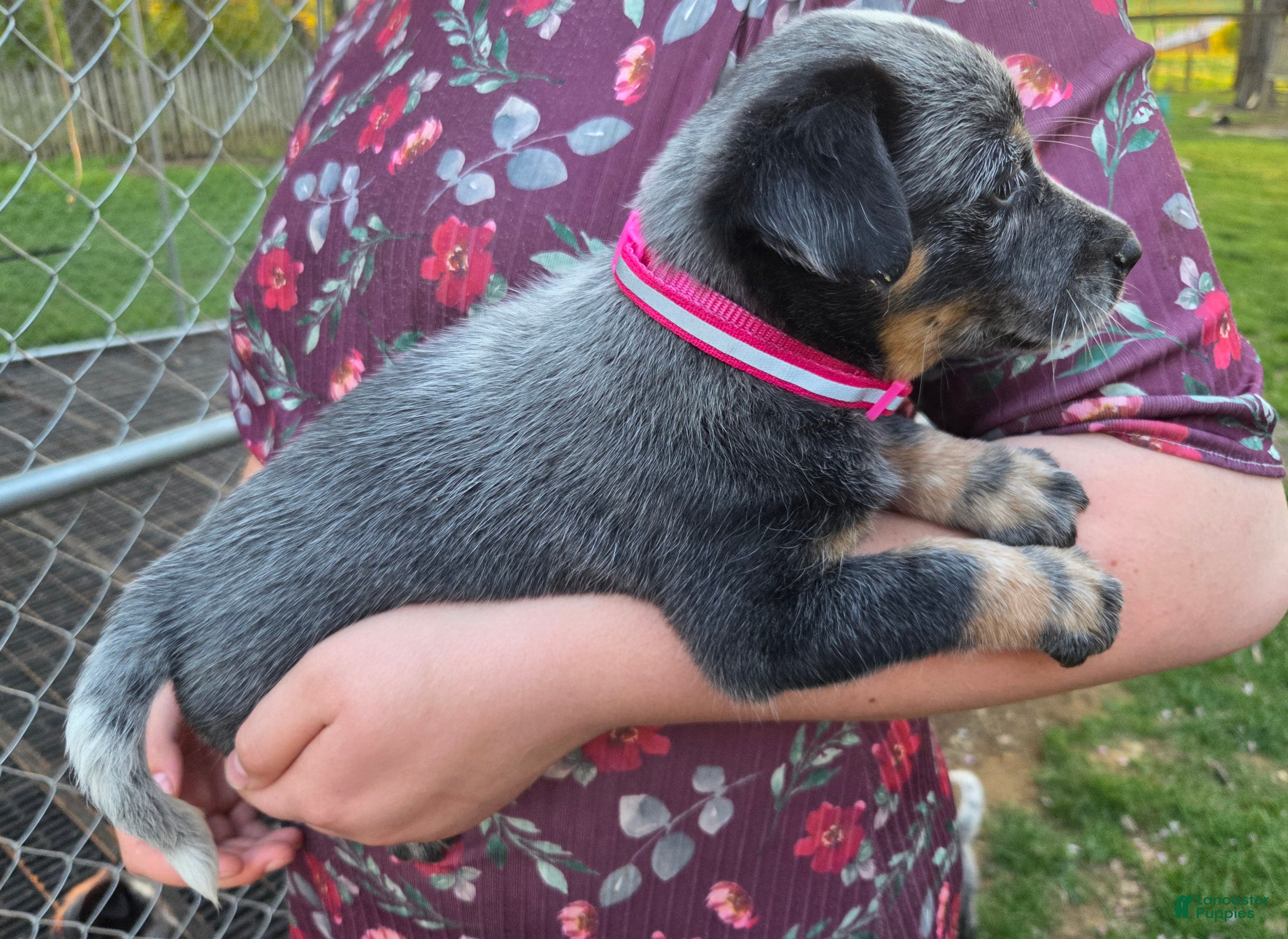 Australian Cattle Dog dogs Jody - Ad 2