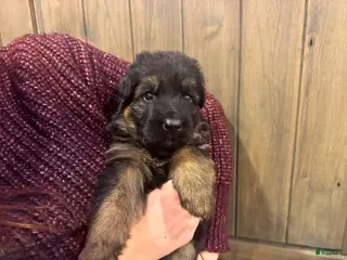 German Shepherd dogs Bronx - Ad 26