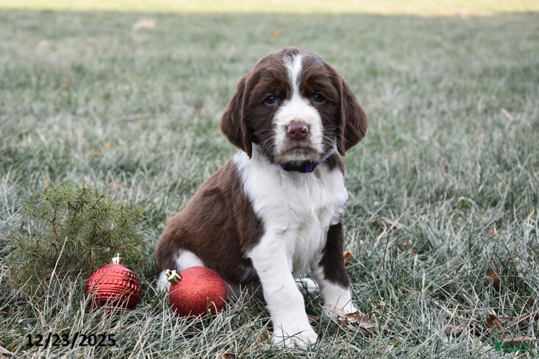 English Springer Spaniel dogs for sale: Marvin - Ad 2