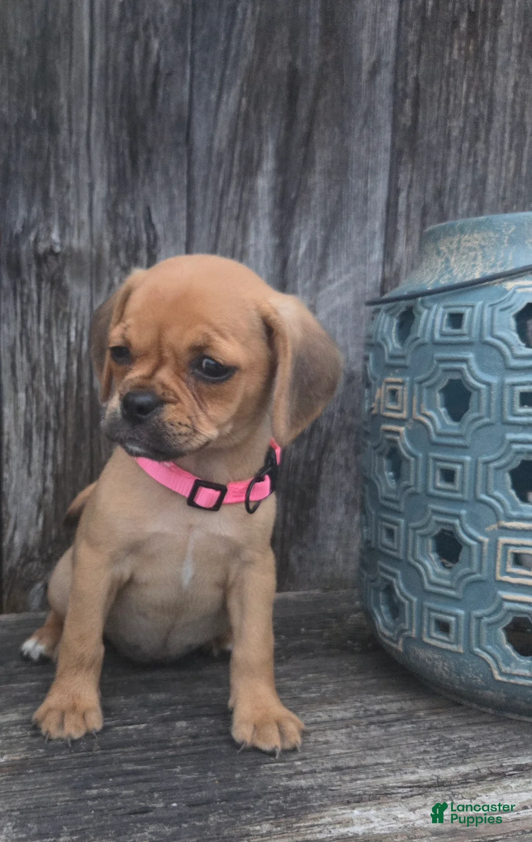 Puggle dogs for sale: Stella - Ad 1