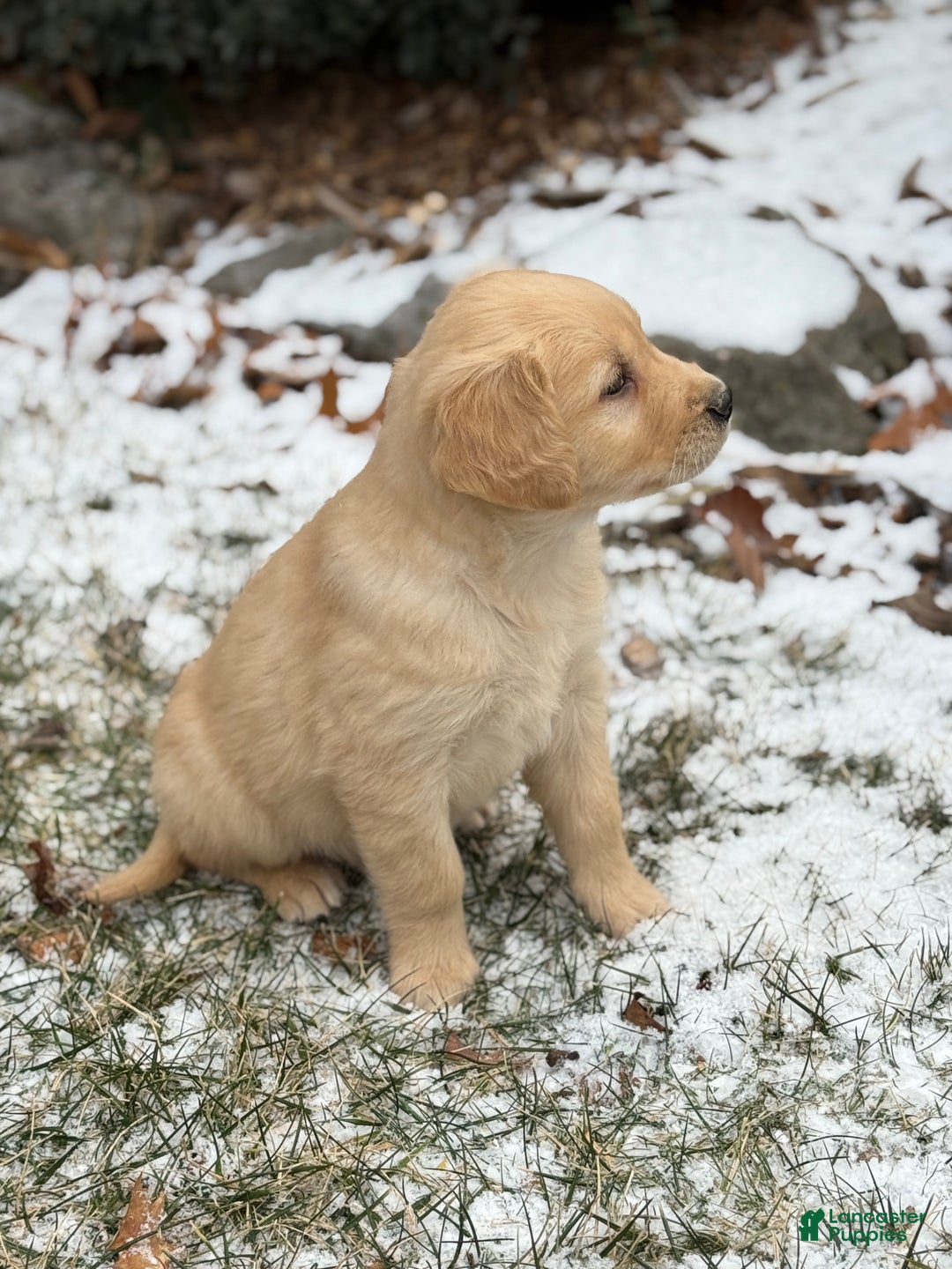 Golden Retriever dogs for sale: Susie - Ad 9