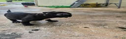 American Bully dogs for sale: American Bully 3 - Ad 3