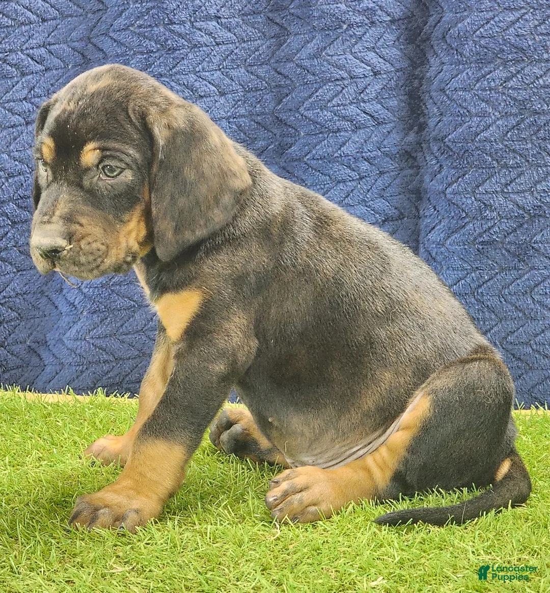 Mixed Breed dogs for sale: 2025 Bloodahoula Male 1 "Curly" - Ad 4