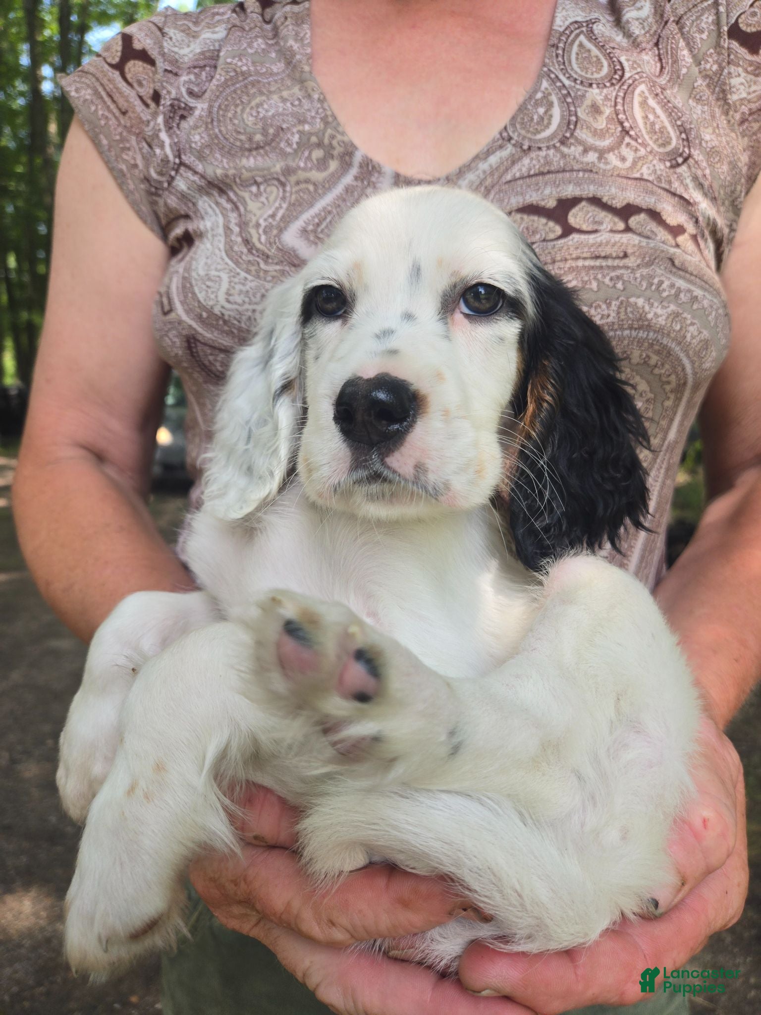English Setter dogs English Setter 6 - Ad 7