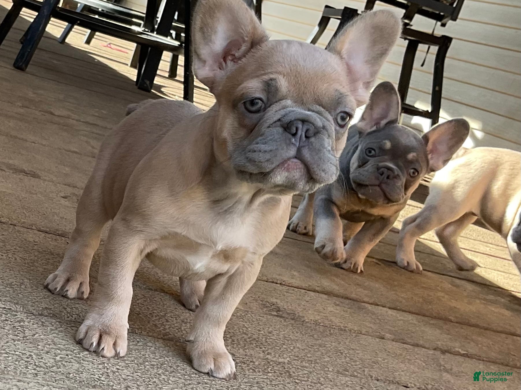French Bulldog dogs French Bulldog Puppy 2 - Ad 2