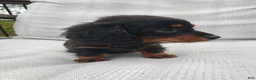 Miniature Dachshund dogs for sale: Miniature Dachshund Puppy 2 - Ad 1