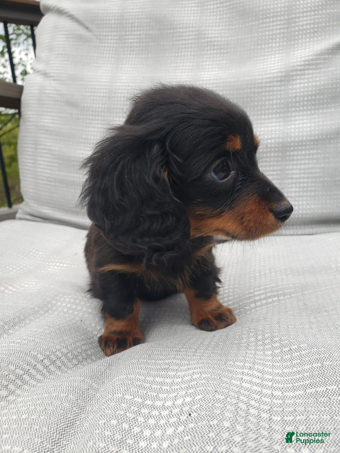 Miniature Dachshund dogs for sale: Miniature Dachshund Puppy 2 - Ad 1