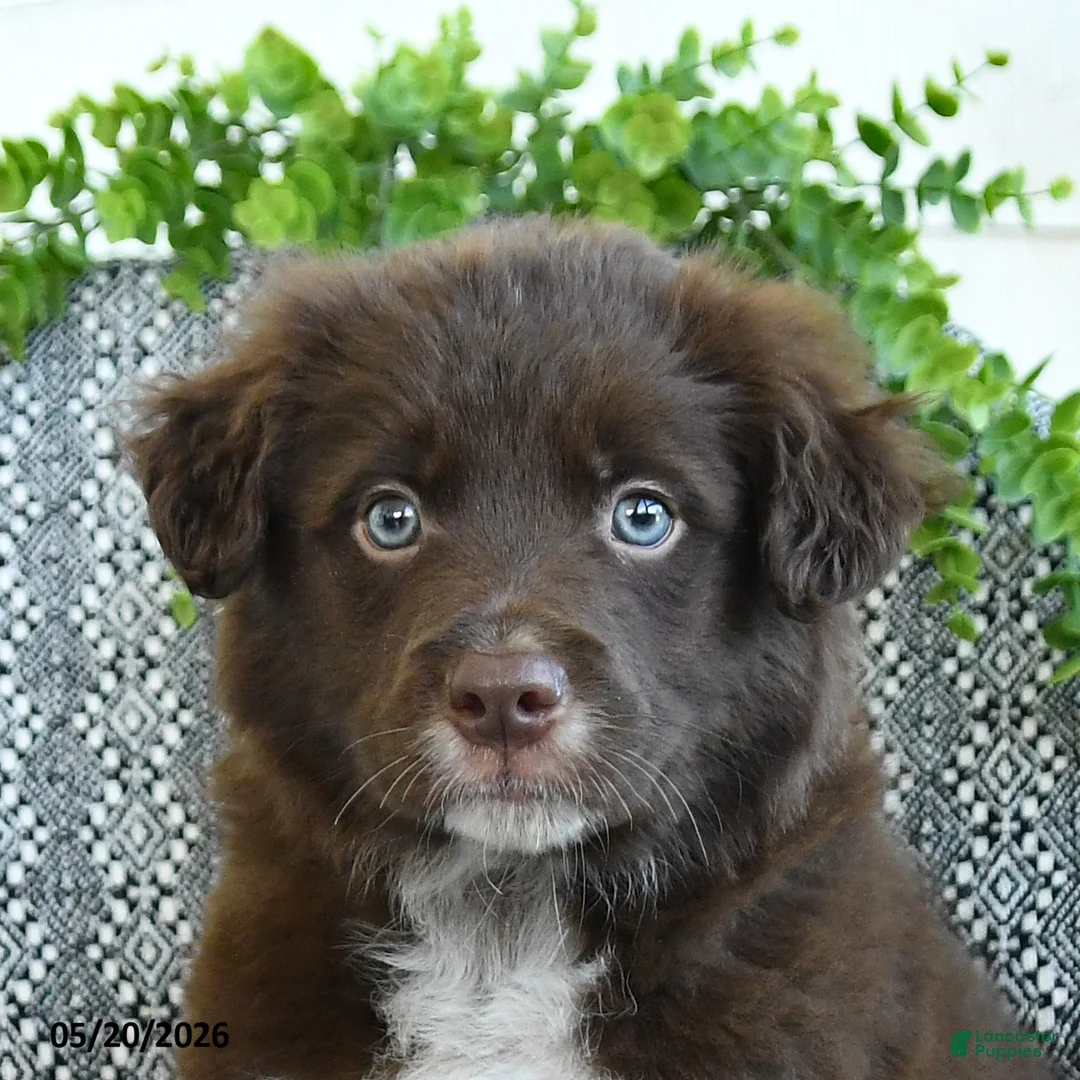 Border Collie dogs for sale: Rocky - Ad 2