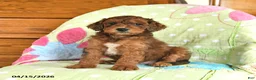 Mini Goldendoodle dogs for sale: Klaus - Ad 3