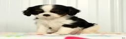 Cavalier King Charles Spaniel dogs for sale: Koby - Ad 3
