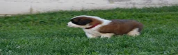 Saint Bernard dogs for sale: Begonia - Ad 4