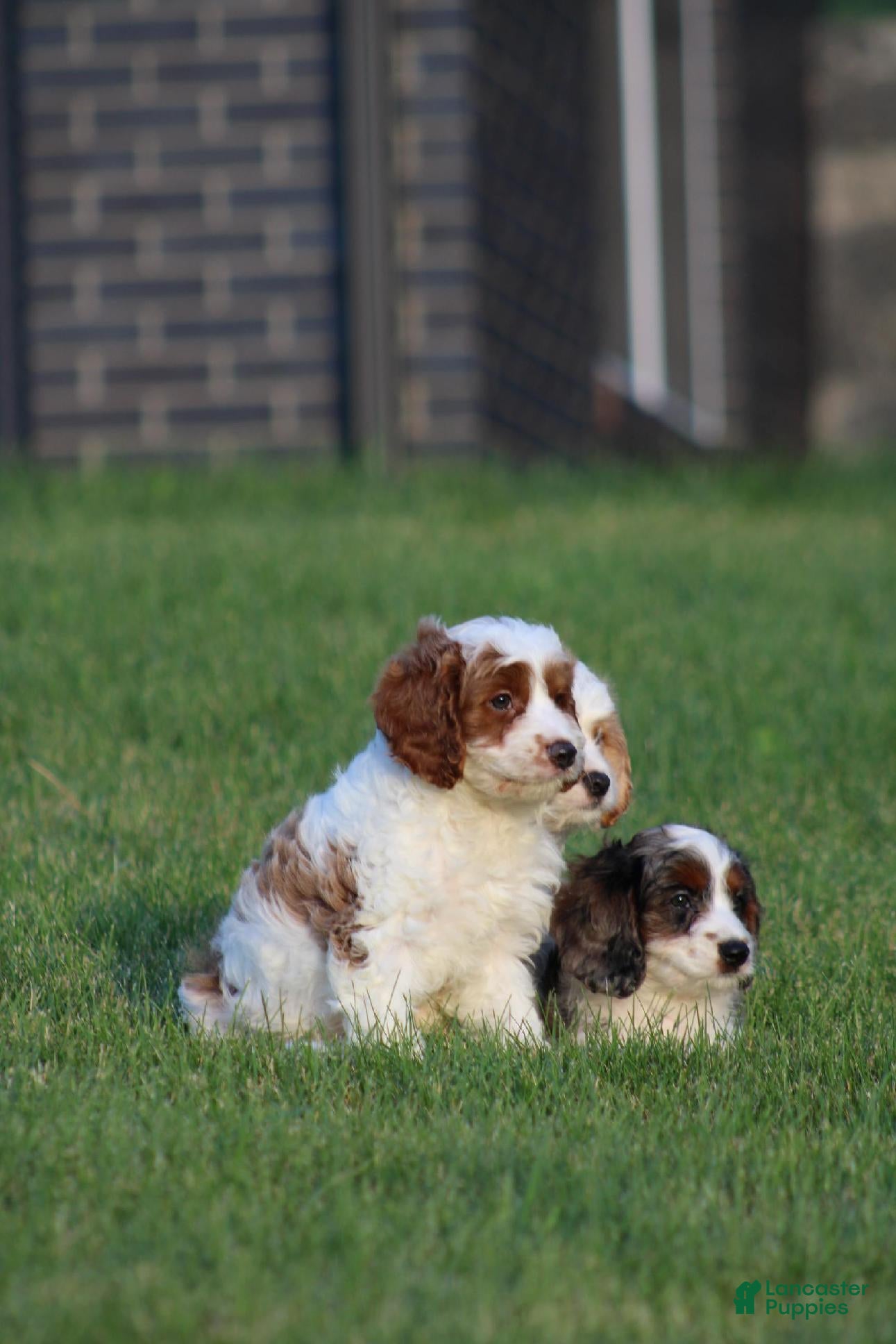 Cavapoo dogs Biscuit - Ad 2