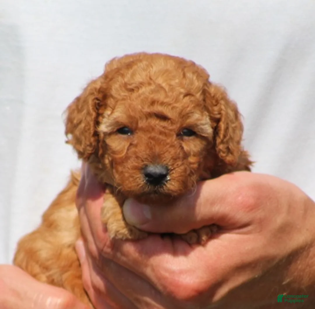 Toy Poodle dogs for sale: Ace - Ad 2