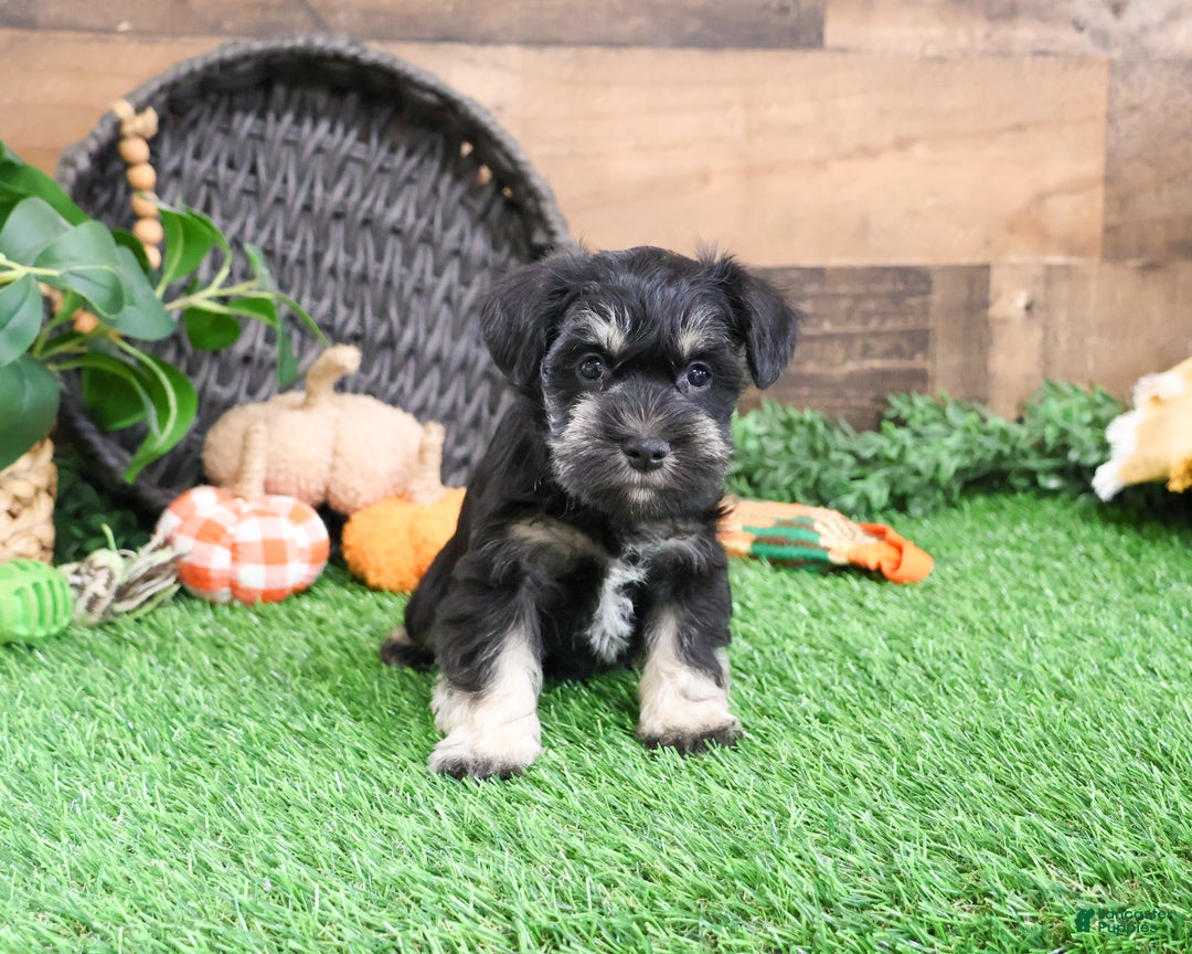 Miniature Schnauzer dogs for sale: Pablo - Ad 9