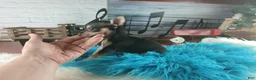 Chihuahua dogs for sale: Haleys blk and tan tiny boy. Hand Delivery  - Ad 4