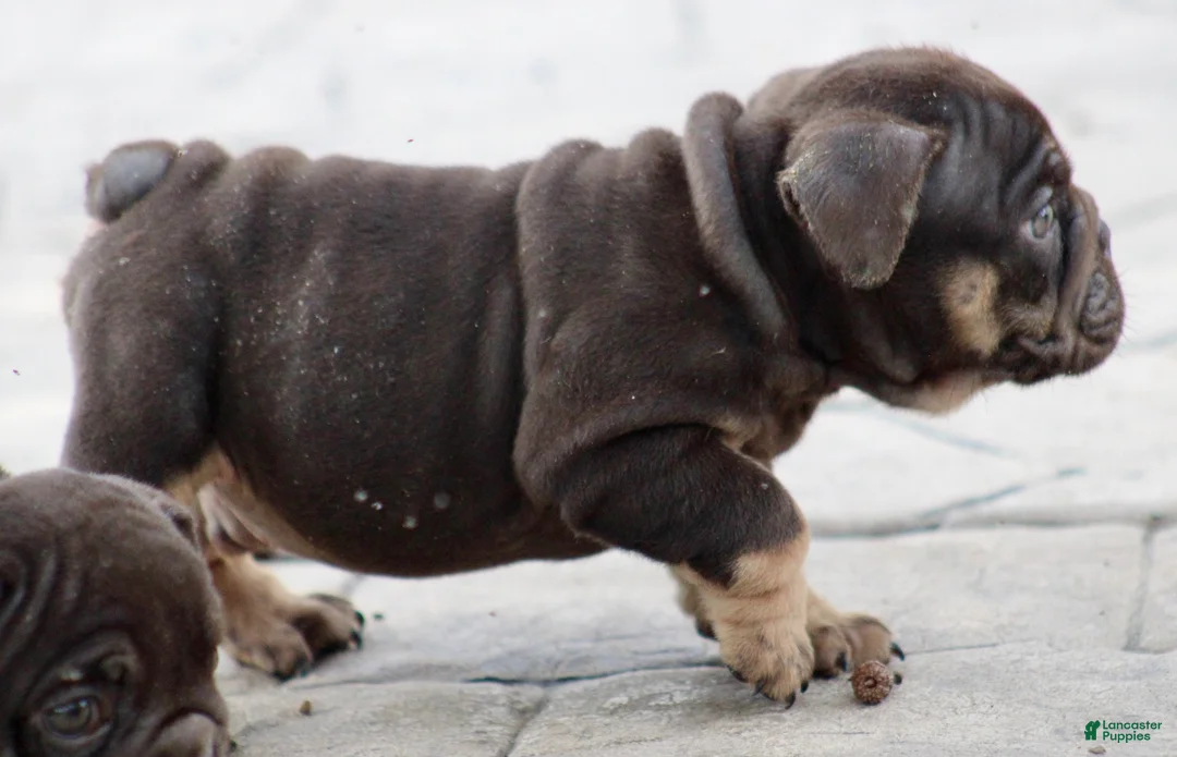 English Bulldog dogs for sale: BRuno  - Ad 11