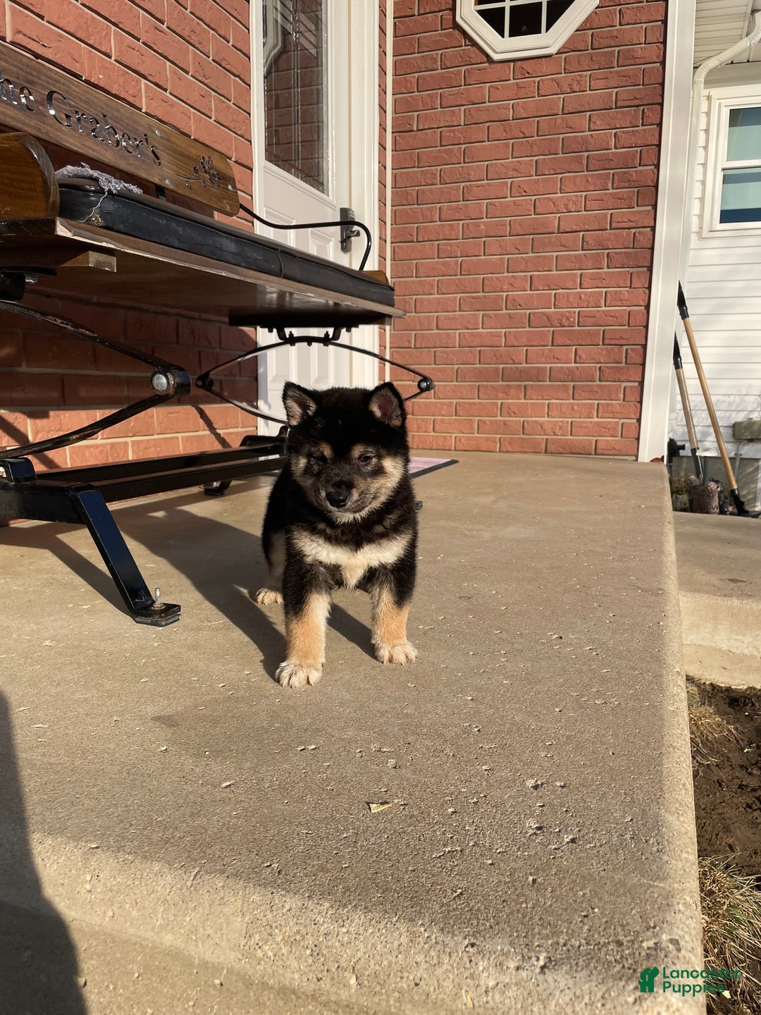 Shiba Inu dogs for sale: Bear Shiba Inu Puppy 3 - Ad 2