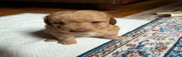 Aussiedoodle dogs for sale: Colby - Ad 5
