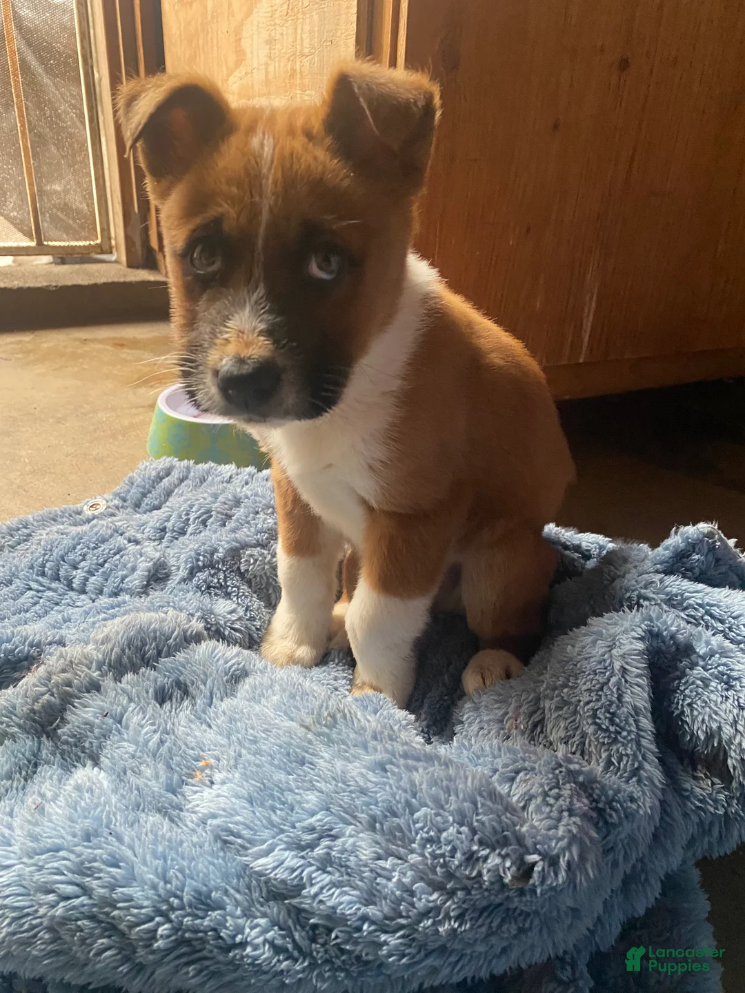 Mixed Breed dogs for sale: Mixed Breed Puppy 1 - Ad 2