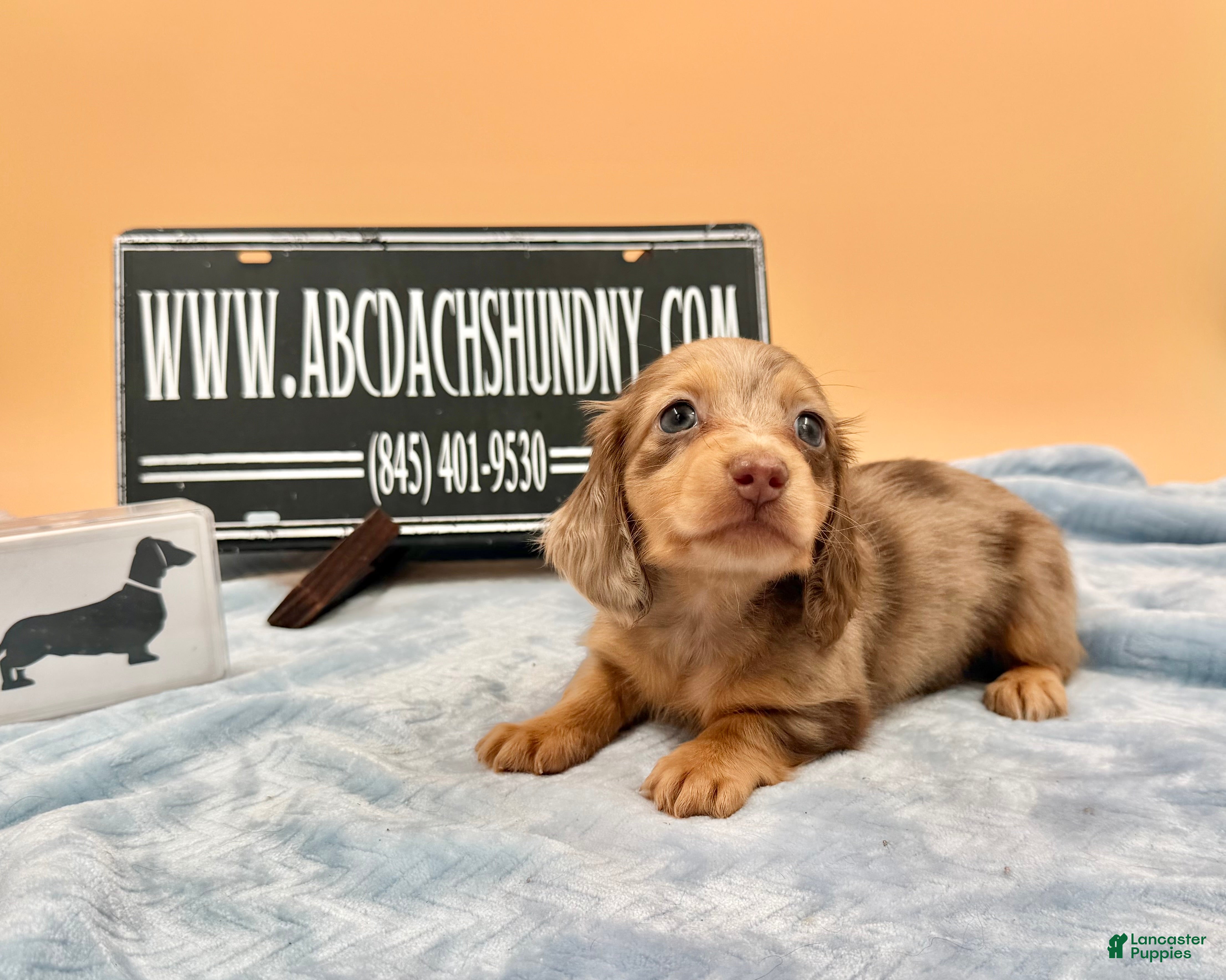Miniature Dachshund dogs AKC Russian Carry’s Cream, PRA clear - Ad 10
