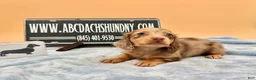Miniature Dachshund dogs for sale: AKC Russian Carry’s Cream, PRA clear - Ad 1