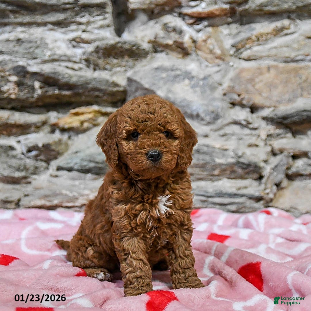 Mini Goldendoodle dogs for sale: Crissy - Ad 1