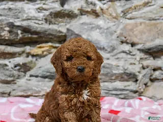 Mini Goldendoodle dogs Crissy - Ad 40