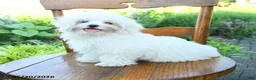 Maltese dogs for sale: Skippy - Ad 3