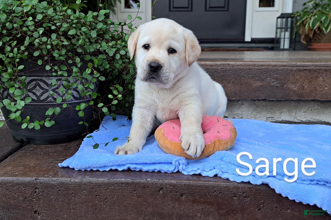Sarge for sale in Westminster Lancaster Puppies