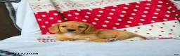Miniature Dachshund dogs for sale: Apple - Ad 5