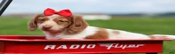 Miniature Dachshund dogs for sale: OSCAR - Ad 18