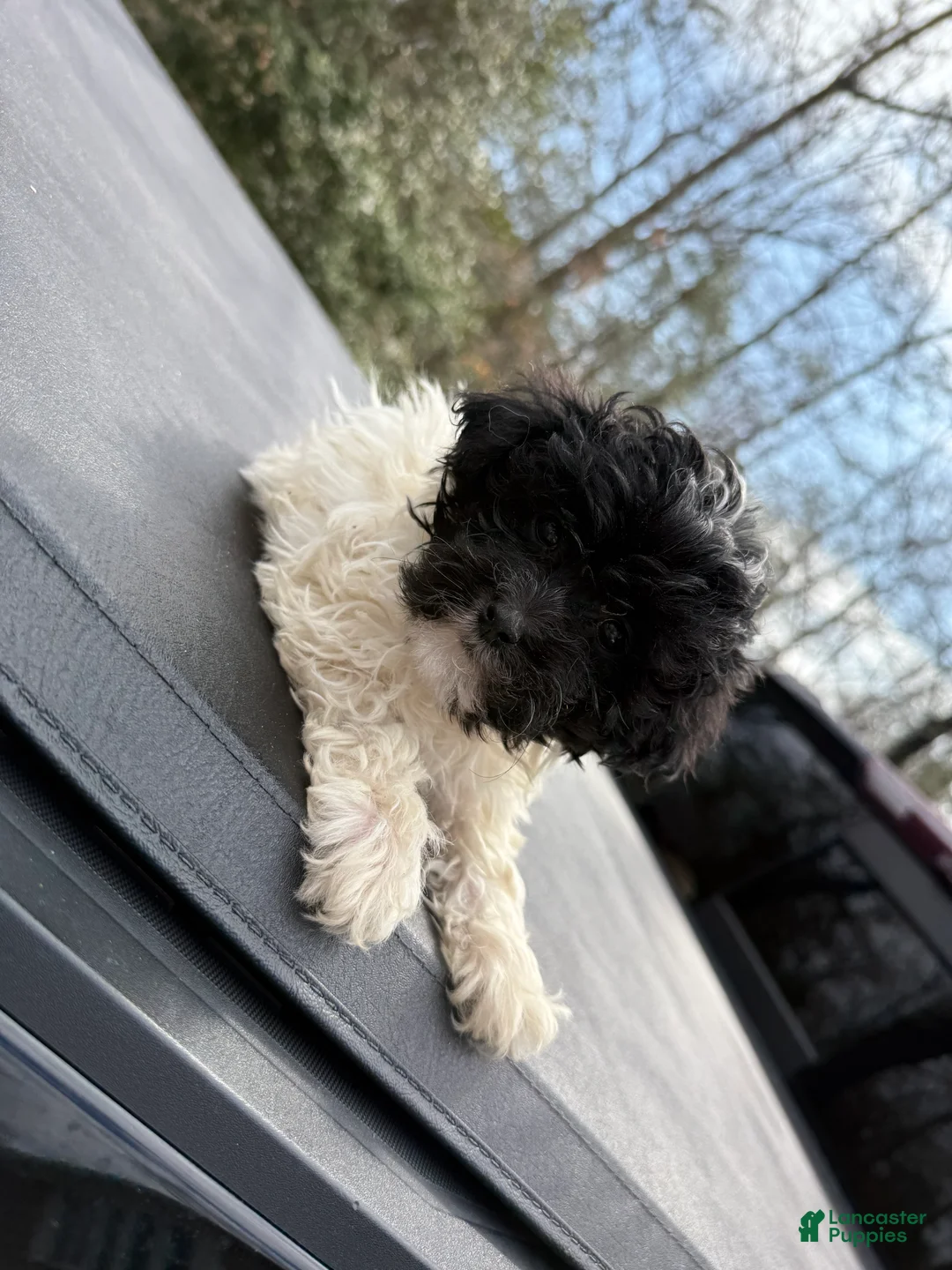 Toy Poodle dogs for sale: Toy Poodle Puppy 2 - Ad 1