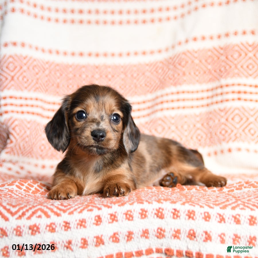 Miniature Dachshund dogs Kermit - Ad 8