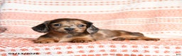 Miniature Dachshund dogs for sale: Kermit - Ad 1