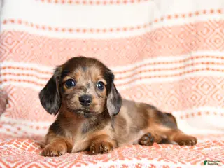 Miniature Dachshund dogs Kermit - Ad 39