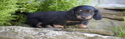 Miniature Dachshund dogs for sale: Molly - Ad 4